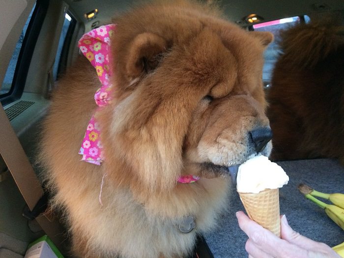 chow chow eating ice cream