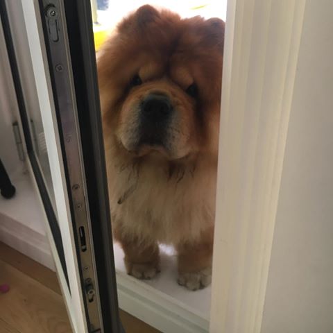 chow chow peeking