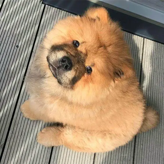 chow chow begging