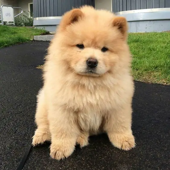 A cute chowchow puppy sitting on the ground outdoors