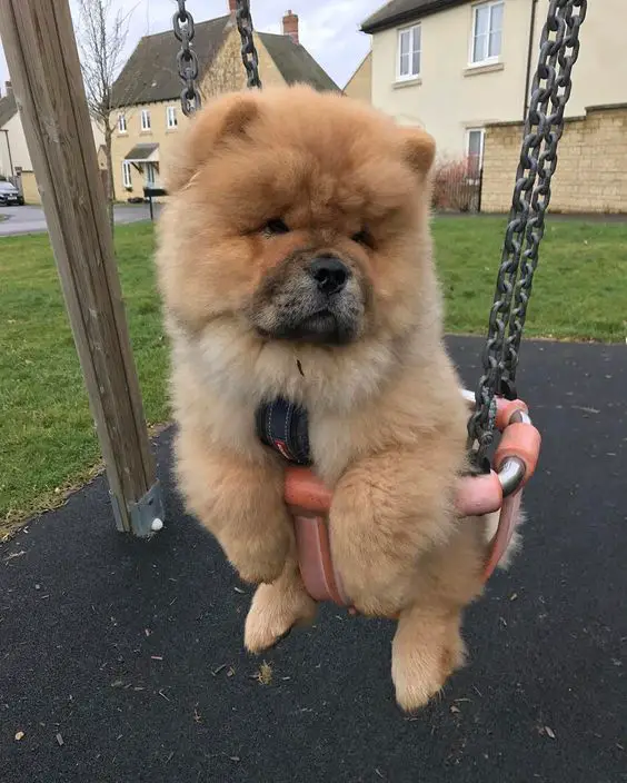 a cute chowchow in a swing