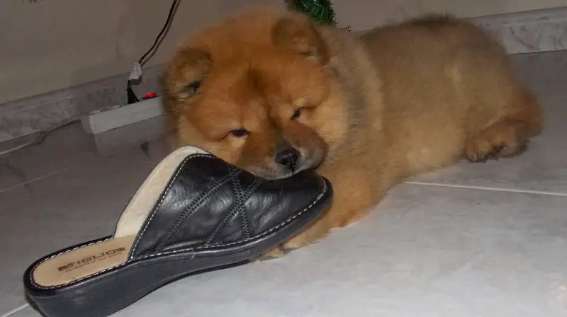 Chowchow puppy with a shoes in mouth