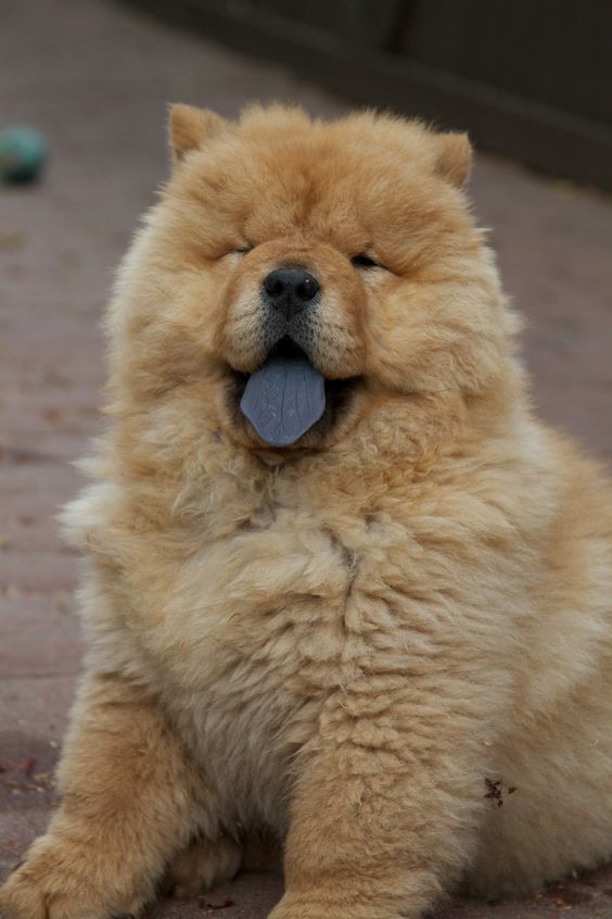 Chow chow showing its toungue