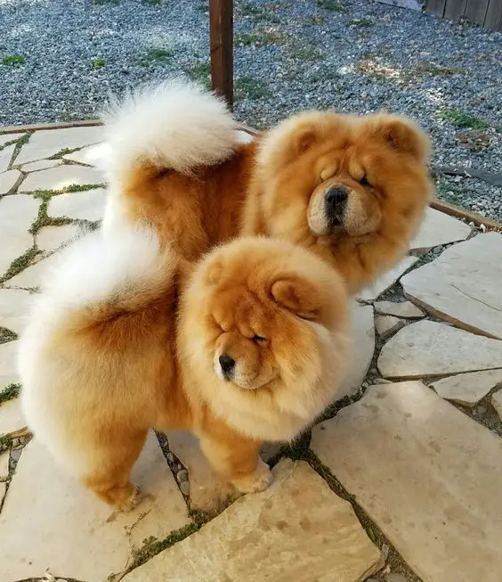 two chowchows walking outside