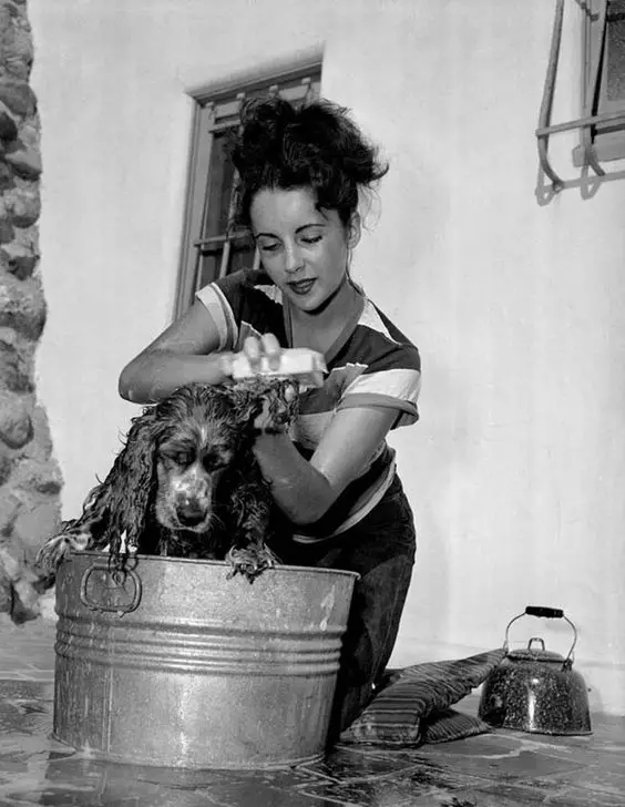 Elizabeth Taylor bathing her Cocker Spaniel in a bucket