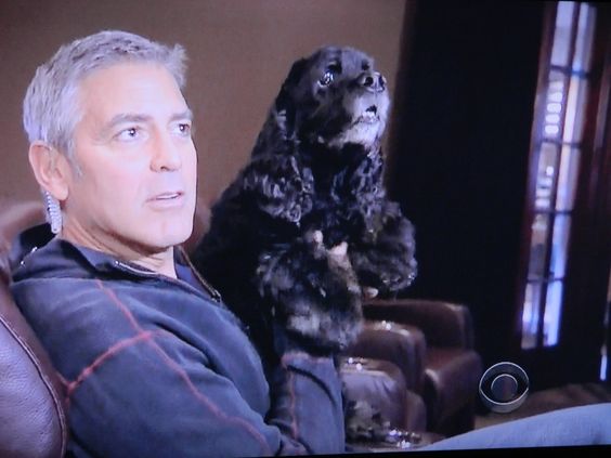 George Clooney sitting on the chair with his Cocker Spaniel