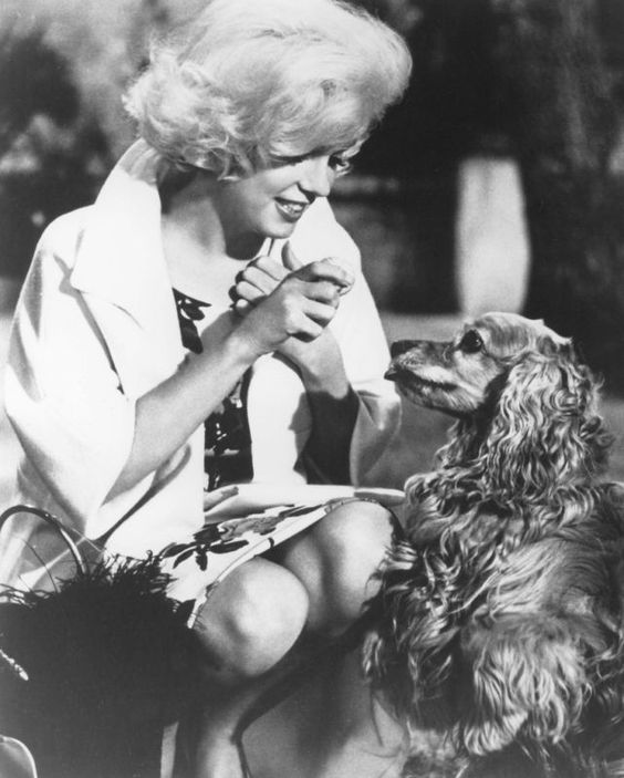 Marilyn Monroe giving treats to her sitting Cocker Spaniel