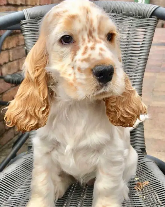 gold Cocker Spaniel with curly hair on its ears sitting on a chair