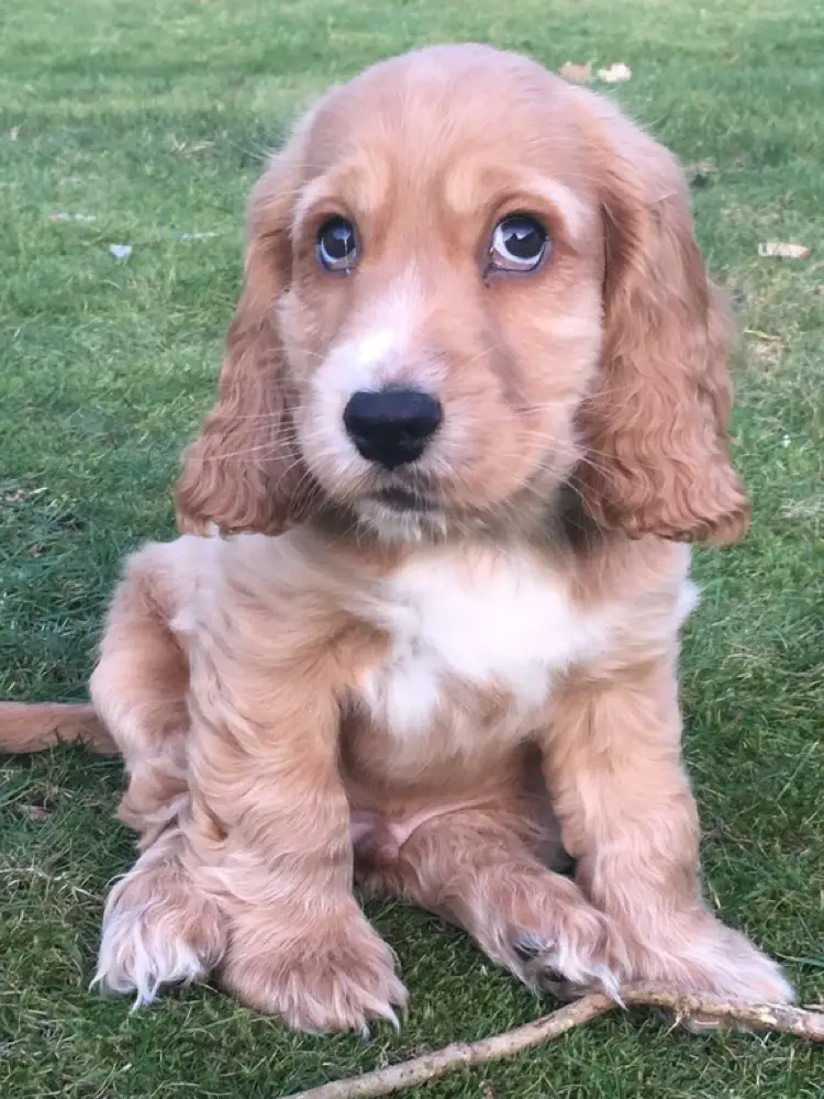 Cocker Spaniel puppy while sitting on a green grass in the lawn with its sad eyes