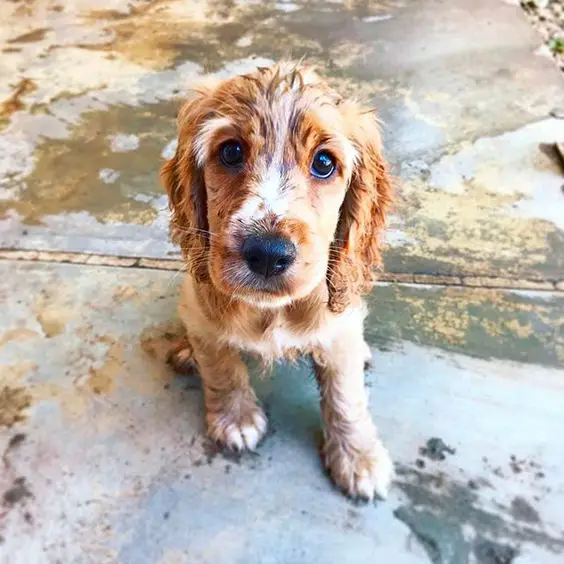 Cocker Spaniel puppy sitting on the floor with its sad eyes