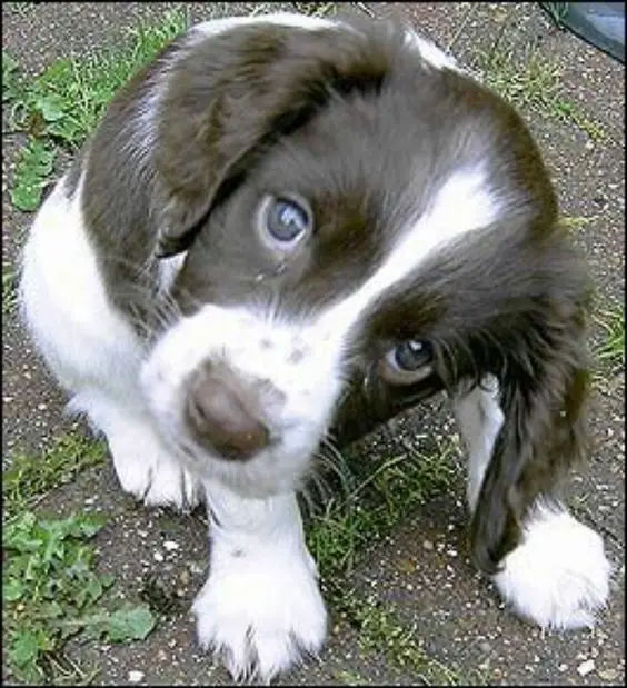 black and white Cocker Spaniel puppy sitting on the ground