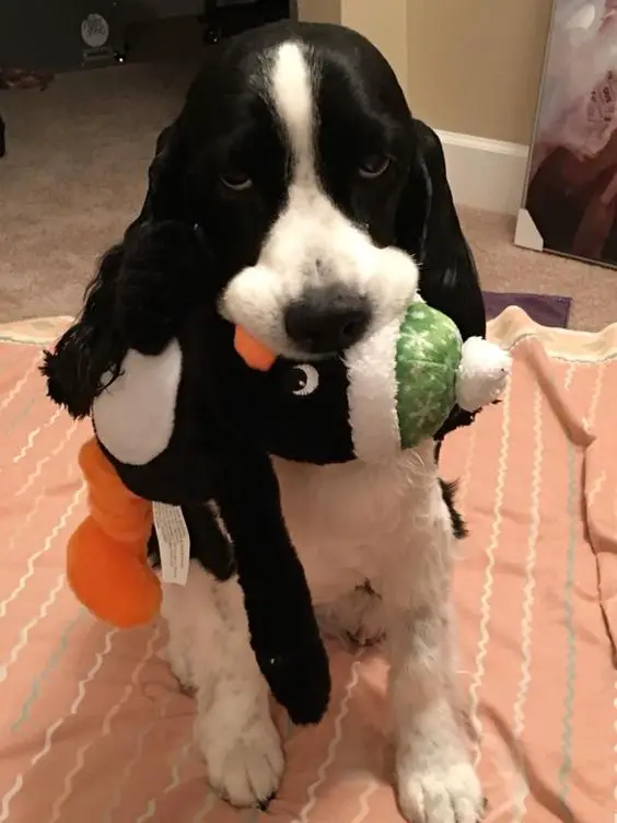 black and white Cocker Spaniel with a penguin stuffed toy on its mouth