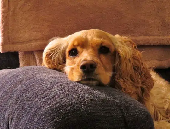 Cocker Spaniel with curly hair resting its face in a pillow