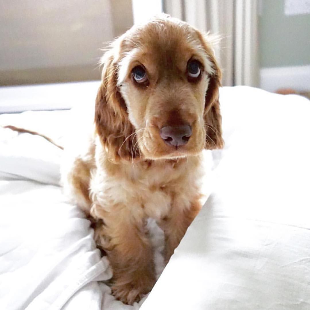 Spaniel sitting on the bed with its sad face