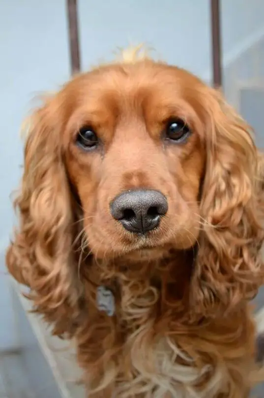golden Cocker Spaniel dog with curly silky hair on its ears looking at you with sad eyes