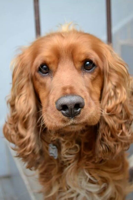 golden Cocker Spaniel dog with curly silky hair on its ears looking at you with sad eyes