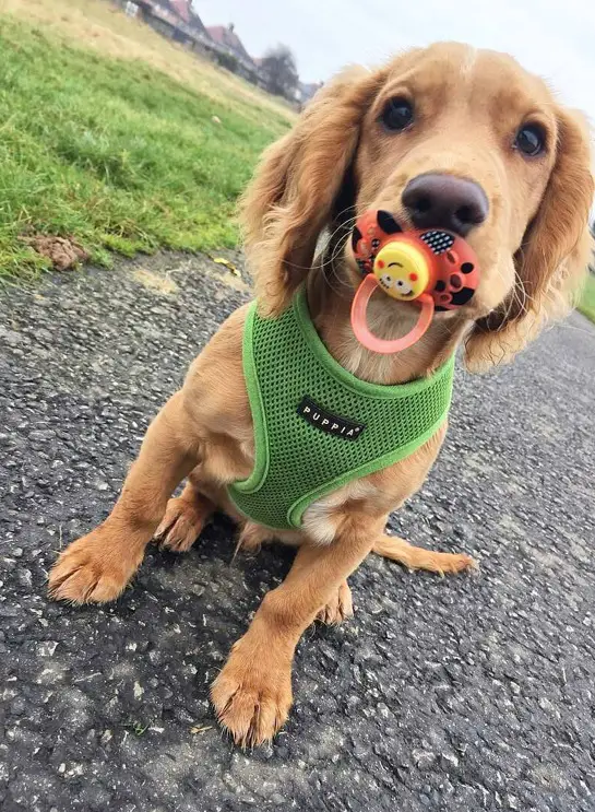 Cocker Spaniel with a pacifier on its mouth while sitting on the ground