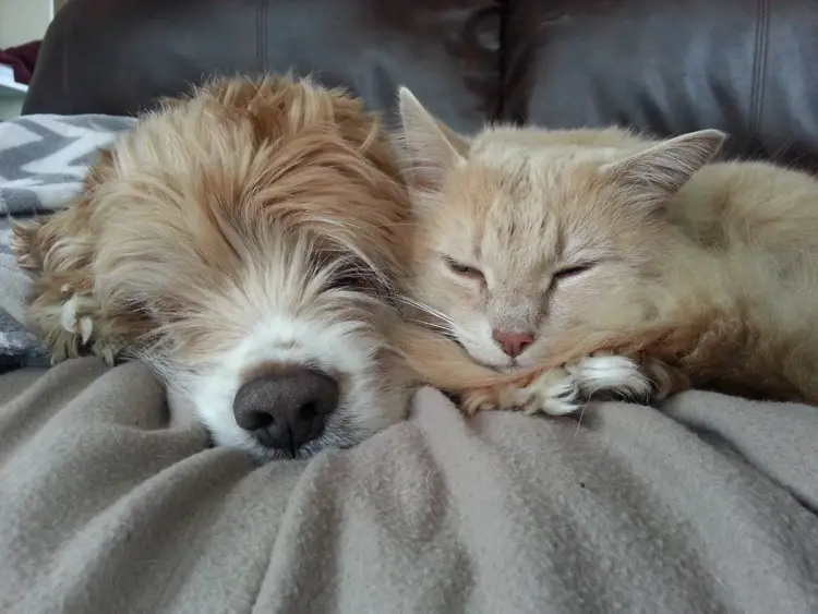 Cocker Spaniel sleeping beside a cat on the couch