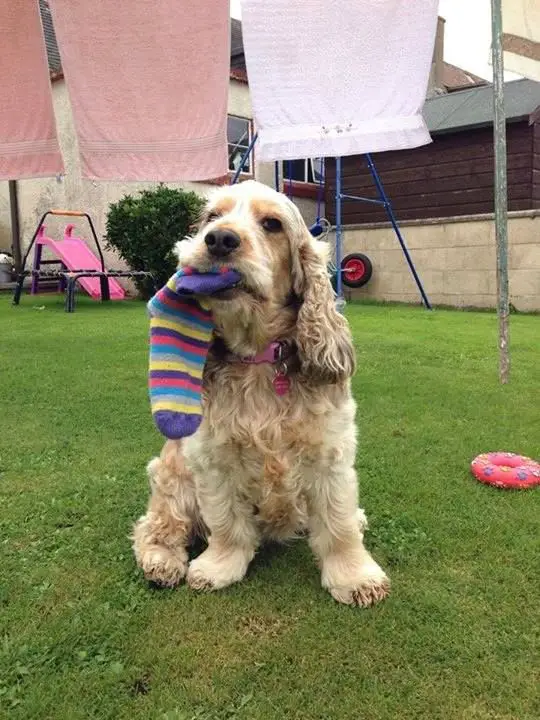 Cocker Spaniel with socks in its mouth while sitting on a green grass in the backyard