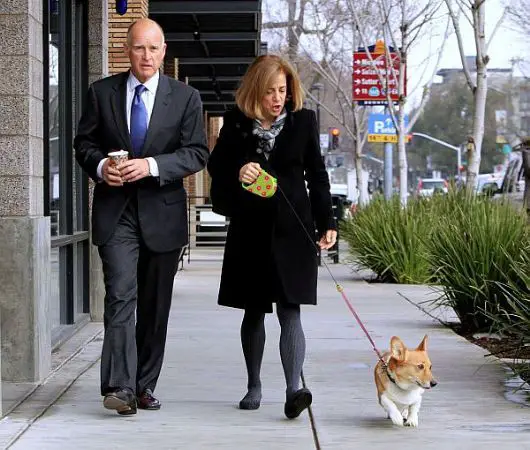 Jerry Brown walking in the street with her wife and their Corgi
