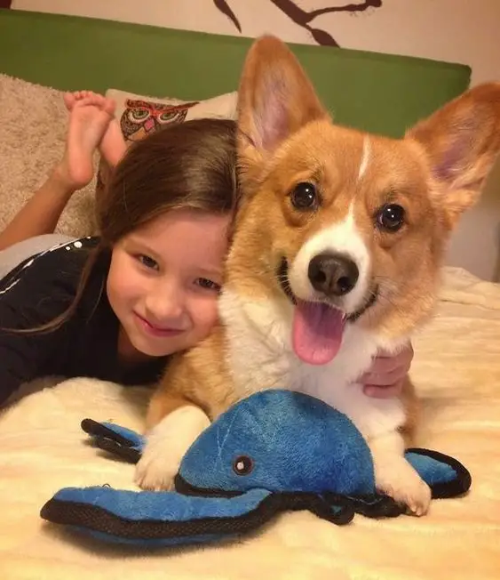 Corgi dog with a kid in the bed