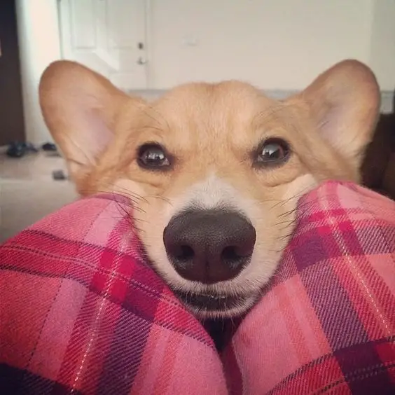 Corgi in between its owners knees with a begging face