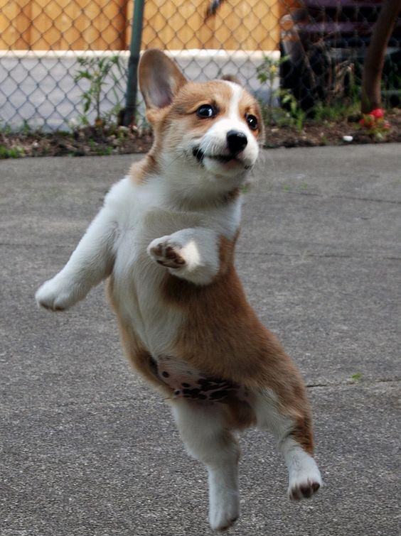 Corgi dog dancing