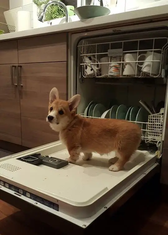 Corgi standing on the dishwasher