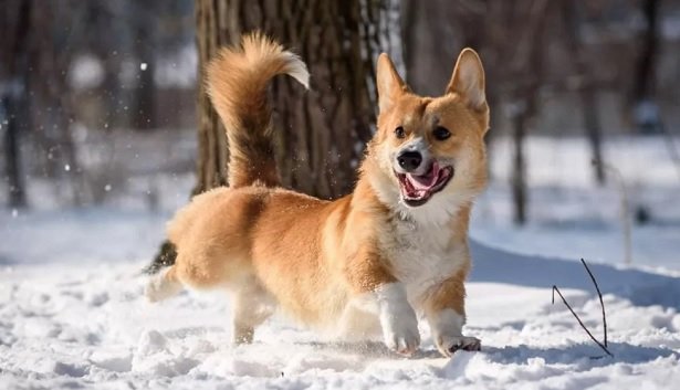 50 Female Dog Names That Start with B | The Paws 50 Female Dog Names That Start with B | The Paws