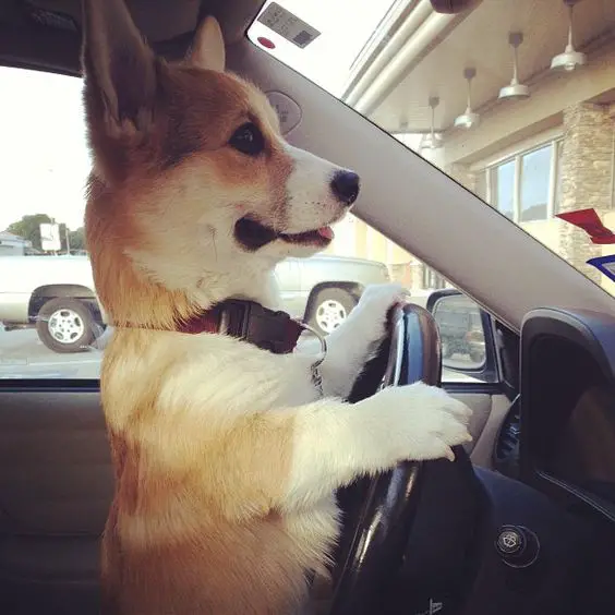 Corgi dog driving the car