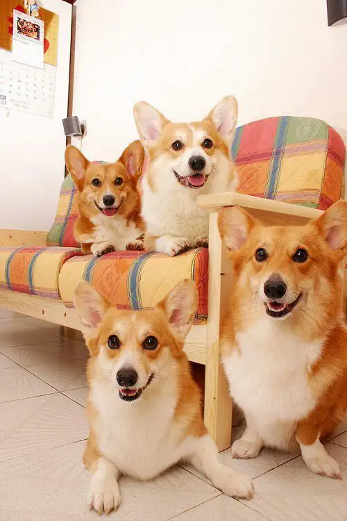 Corgi with friends sitting on the floor and couch