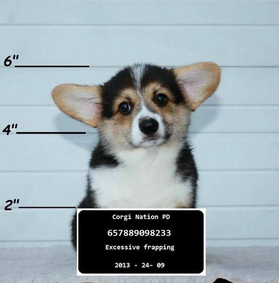 Corgi dog having a mugshot