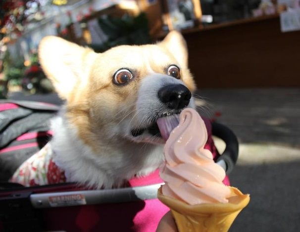 Corgi licking icecream with a funny face
