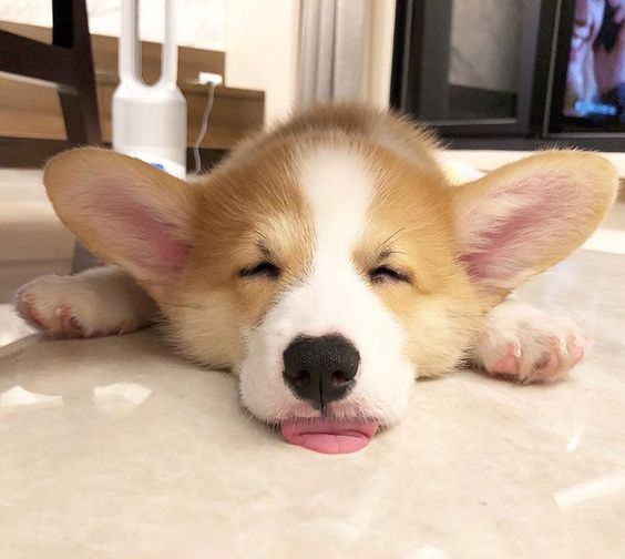 Corgi dog taking a nap with its tongue out