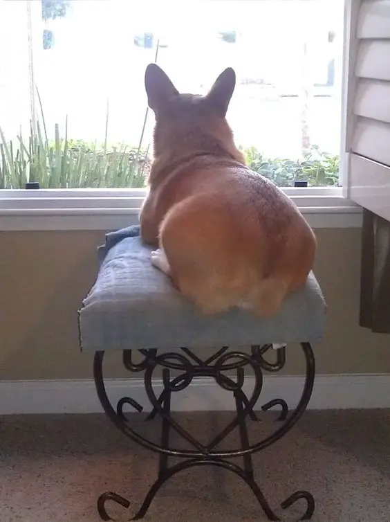 Corgi dog looking out the window