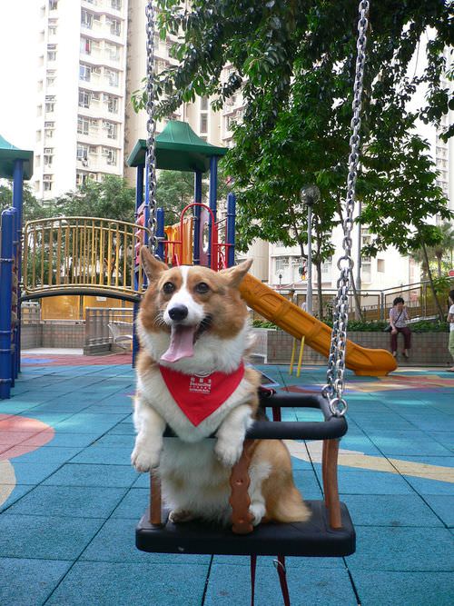 Corgi in swing