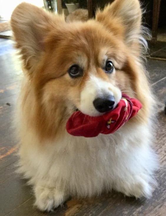 Corgi dog with socks on its mouth