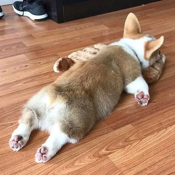 Corgi lying with its belly on the floor