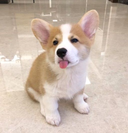 Corgi dog sitting on the floor with its tongue sticking out