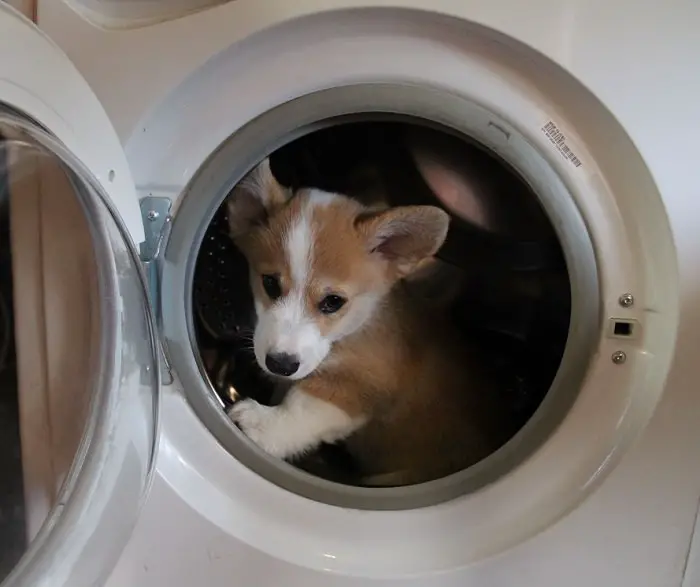 Corgi inside the washing machine