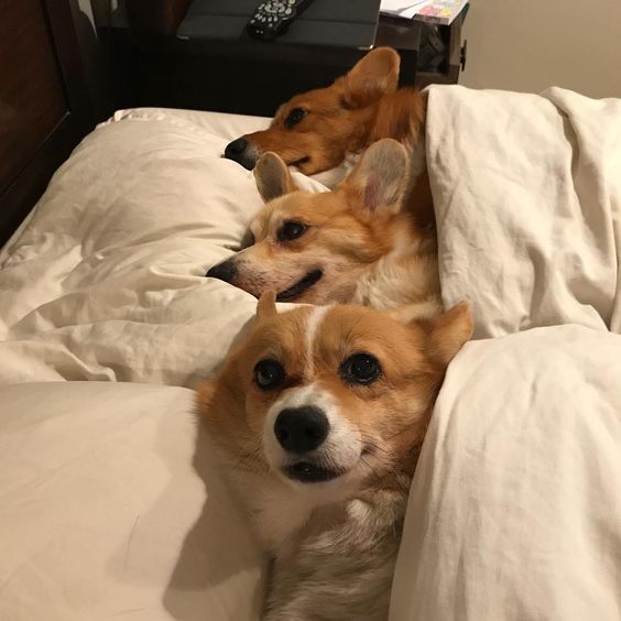 Corgi dogs in bed sleeping