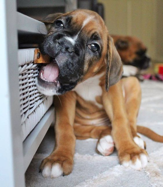 Boxer dog eating the leather handle