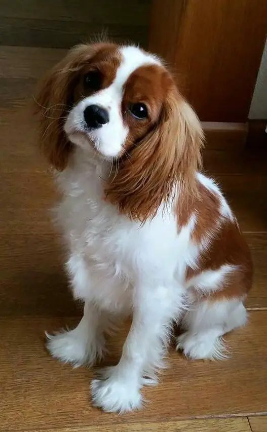 cavalier king charles spaniel with a cute face