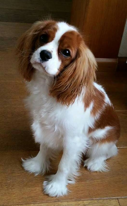 23 Reasons Why You Should Never Own Cavalier King Charles Spaniels