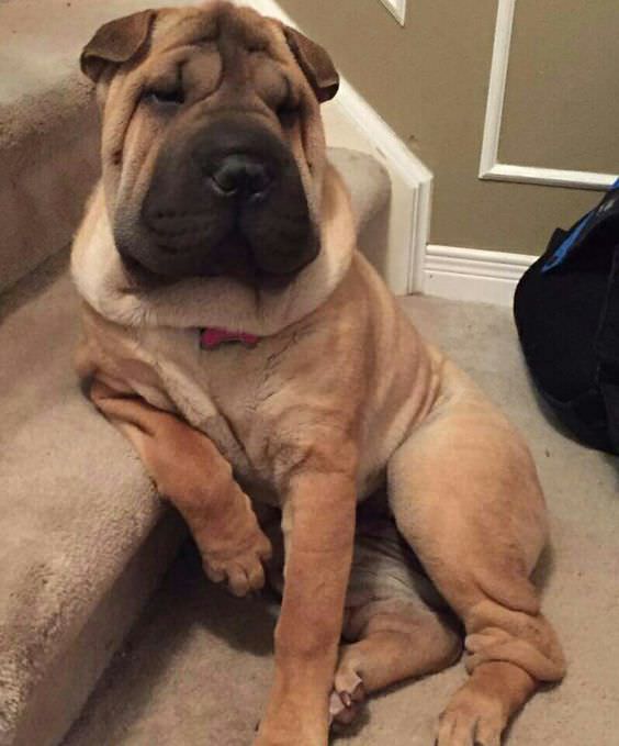 Shar Pei sitting on the floor with its elbow on the stairs