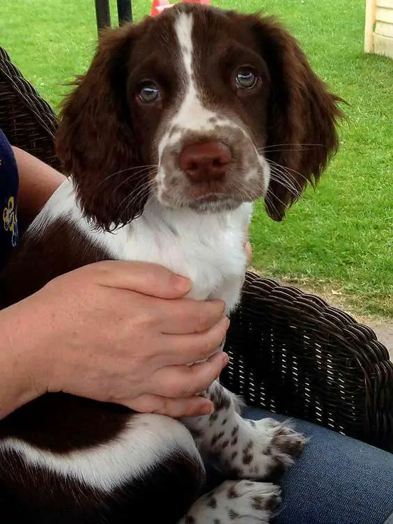 springer spaniel puppy with begging face while sitting on its owners lap