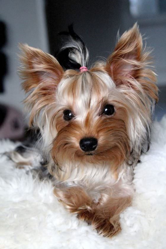 cute yorkie with hair tie