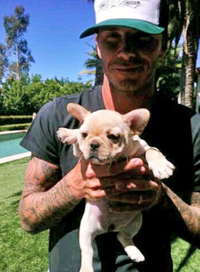 David Beckham carrying his French Bulldog puppy