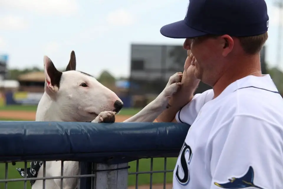Jake McGee high five-ing his English Bull Terrier behind the fence