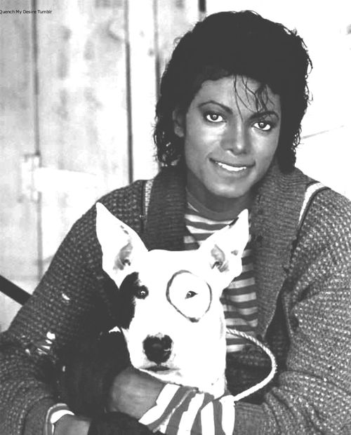 black and white photo of Michael Jackson with his English Bull Terrier